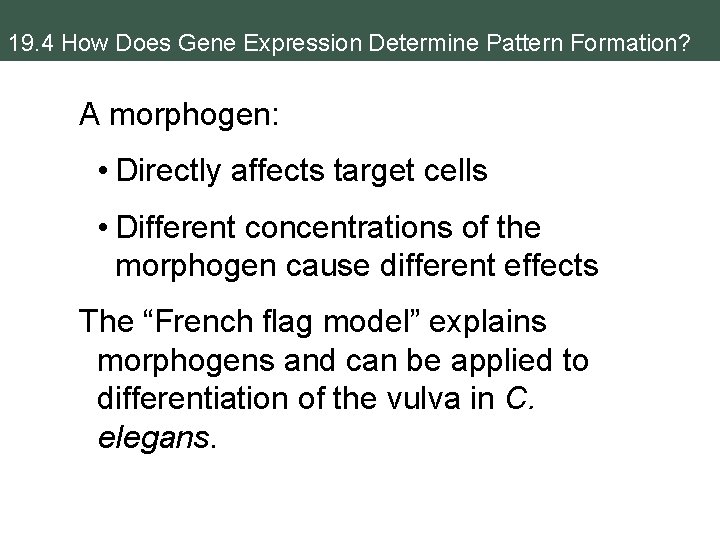 19. 4 How Does Gene Expression Determine Pattern Formation? A morphogen: • Directly affects