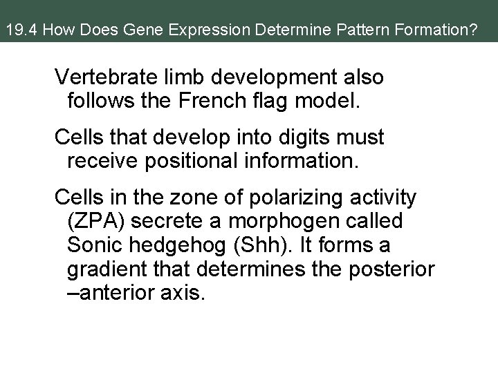 19. 4 How Does Gene Expression Determine Pattern Formation? Vertebrate limb development also follows