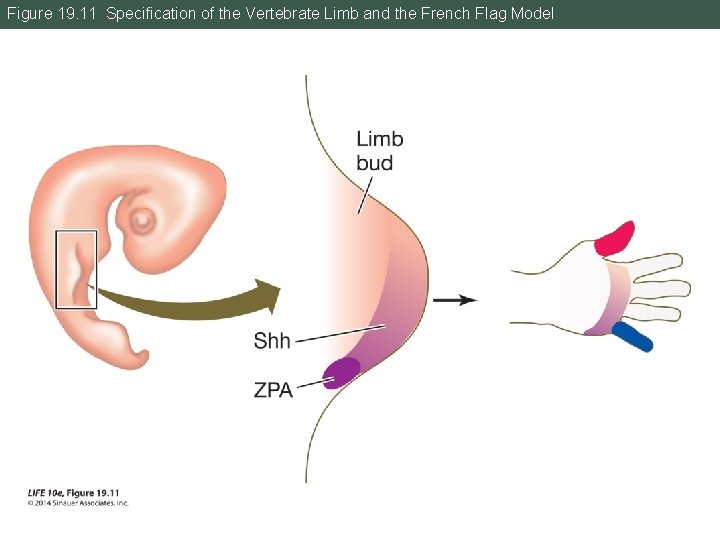 Figure 19. 11 Specification of the Vertebrate Limb and the French Flag Model 