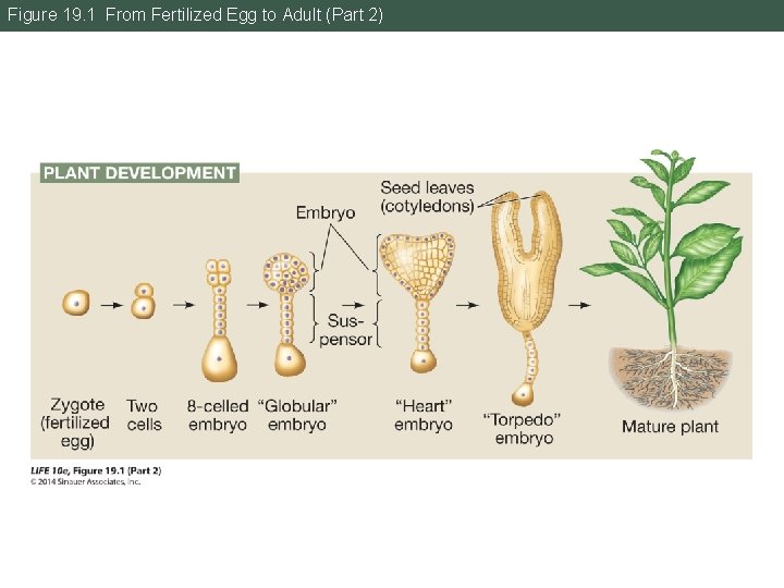 Figure 19. 1 From Fertilized Egg to Adult (Part 2) 