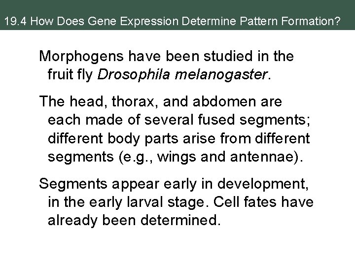 19. 4 How Does Gene Expression Determine Pattern Formation? Morphogens have been studied in