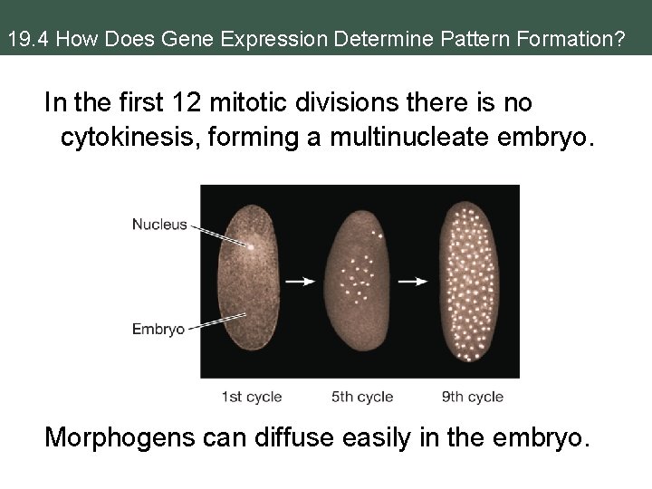 19. 4 How Does Gene Expression Determine Pattern Formation? In the first 12 mitotic