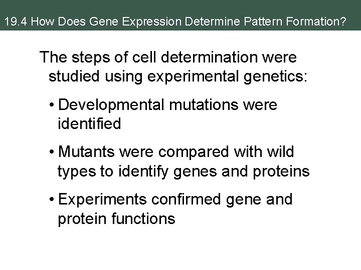 19. 4 How Does Gene Expression Determine Pattern Formation? The steps of cell determination