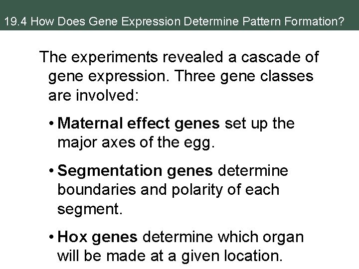 19. 4 How Does Gene Expression Determine Pattern Formation? The experiments revealed a cascade