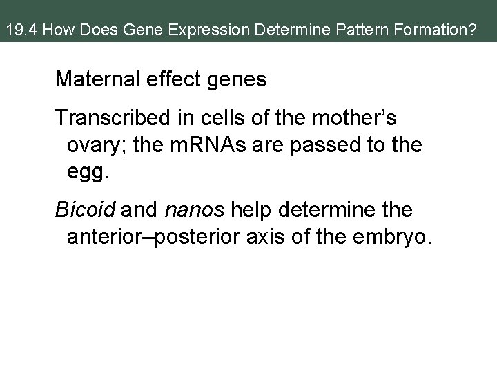 19. 4 How Does Gene Expression Determine Pattern Formation? Maternal effect genes Transcribed in