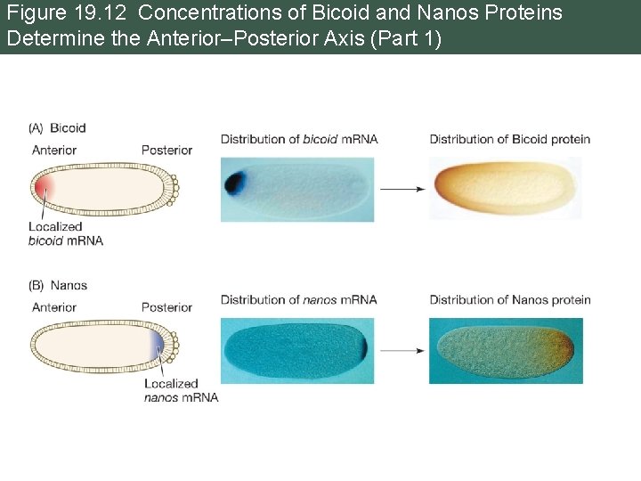 Figure 19. 12 Concentrations of Bicoid and Nanos Proteins Determine the Anterior–Posterior Axis (Part