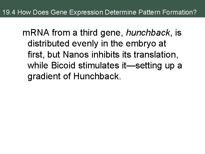 19. 4 How Does Gene Expression Determine Pattern Formation? m. RNA from a third