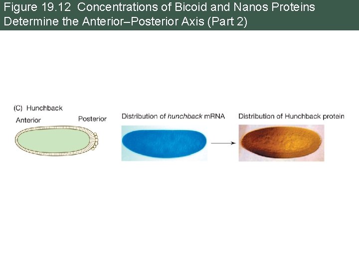 Figure 19. 12 Concentrations of Bicoid and Nanos Proteins Determine the Anterior–Posterior Axis (Part