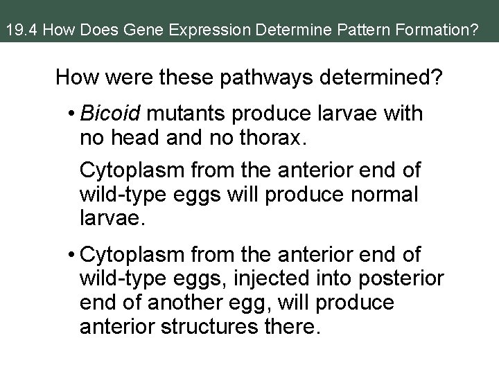 19. 4 How Does Gene Expression Determine Pattern Formation? How were these pathways determined?