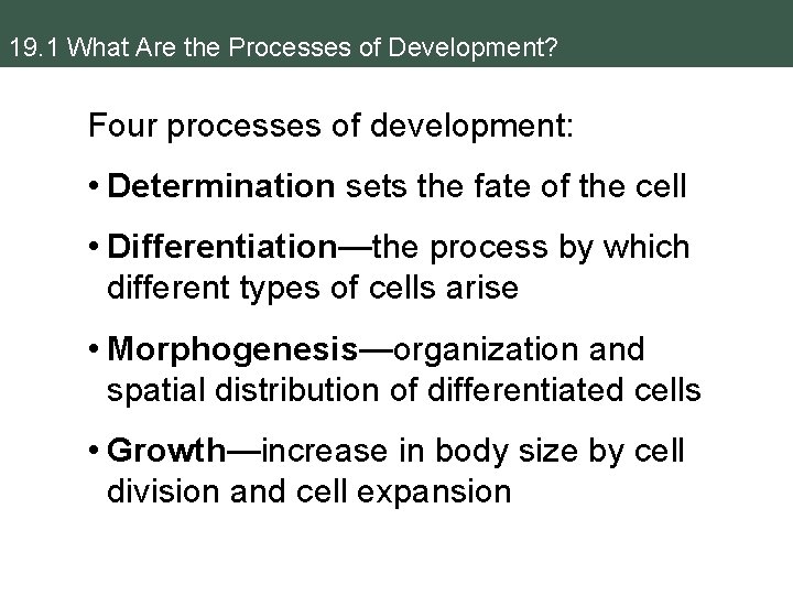 19. 1 What Are the Processes of Development? Four processes of development: • Determination