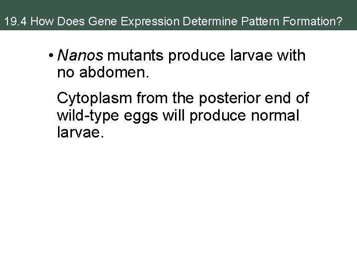 19. 4 How Does Gene Expression Determine Pattern Formation? • Nanos mutants produce larvae