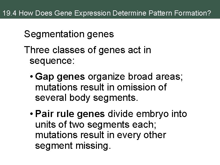 19. 4 How Does Gene Expression Determine Pattern Formation? Segmentation genes Three classes of