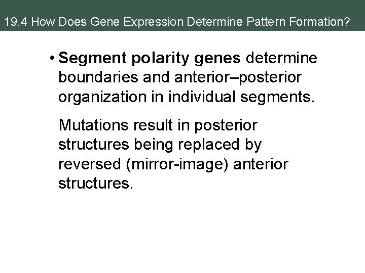 19. 4 How Does Gene Expression Determine Pattern Formation? • Segment polarity genes determine