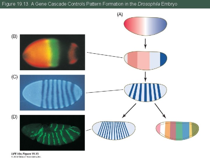 Figure 19. 13 A Gene Cascade Controls Pattern Formation in the Drosophila Embryo 