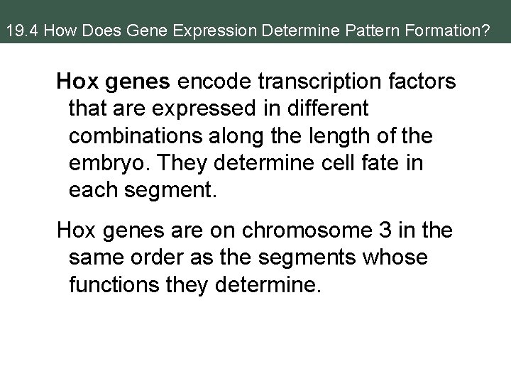 19. 4 How Does Gene Expression Determine Pattern Formation? Hox genes encode transcription factors