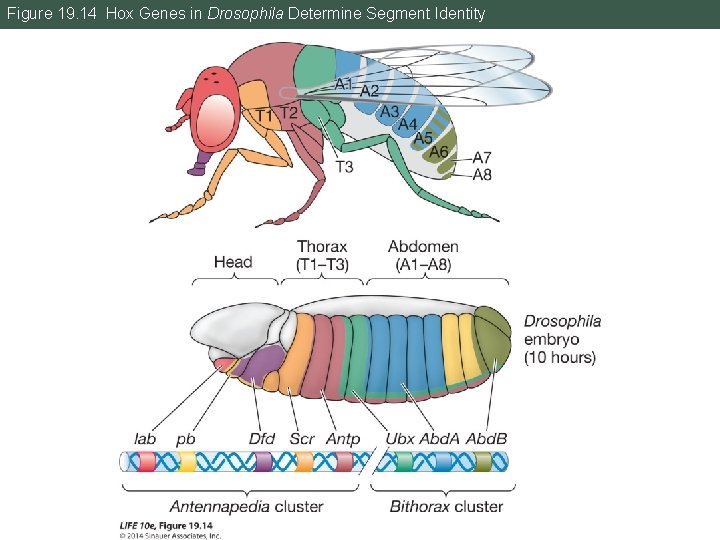 Figure 19. 14 Hox Genes in Drosophila Determine Segment Identity 