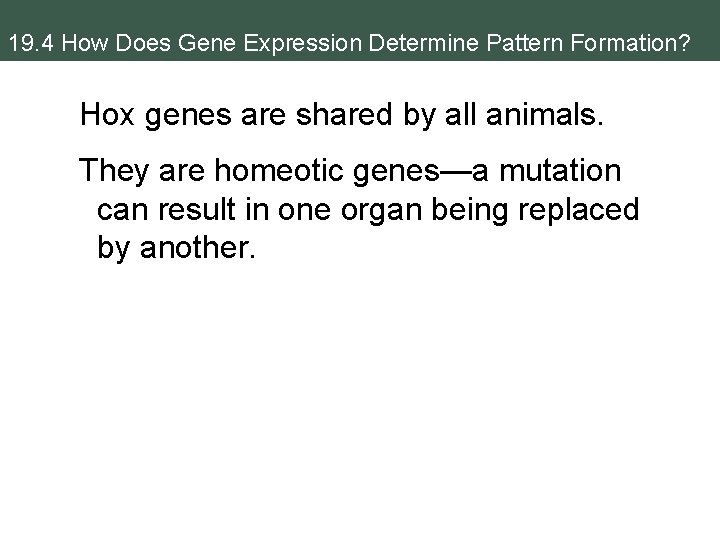 19. 4 How Does Gene Expression Determine Pattern Formation? Hox genes are shared by