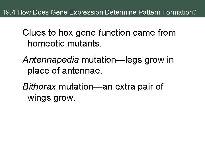 19. 4 How Does Gene Expression Determine Pattern Formation? Clues to hox gene function