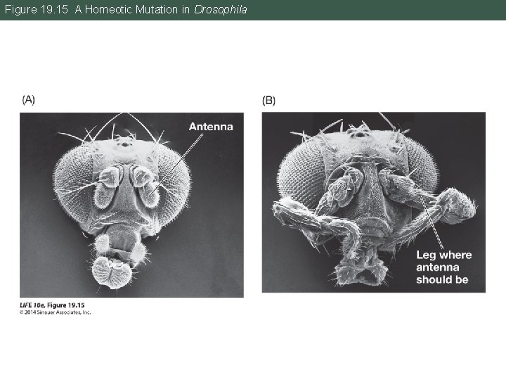 Figure 19. 15 A Homeotic Mutation in Drosophila 