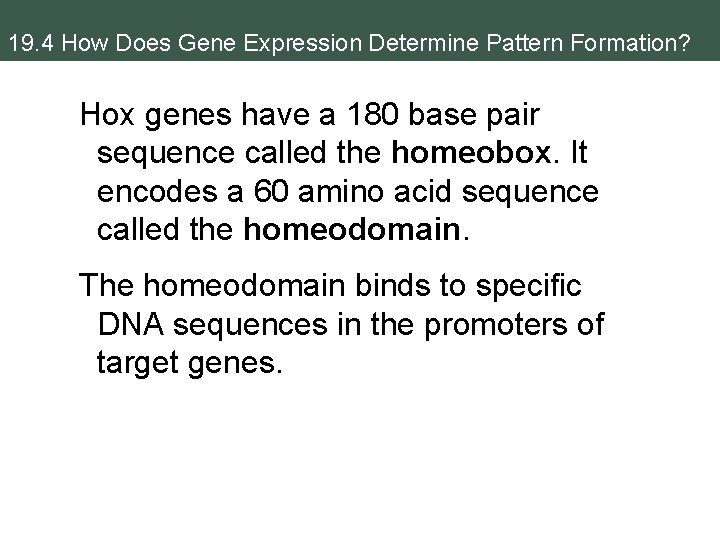 19. 4 How Does Gene Expression Determine Pattern Formation? Hox genes have a 180