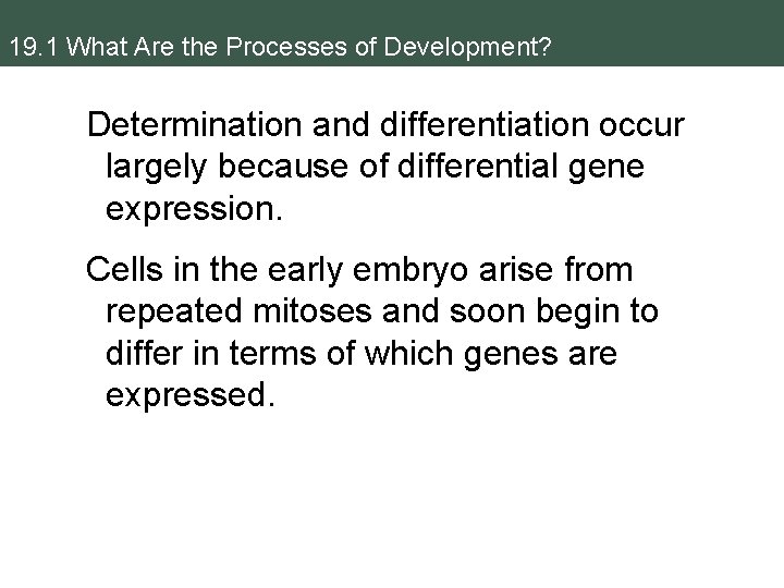 19. 1 What Are the Processes of Development? Determination and differentiation occur largely because