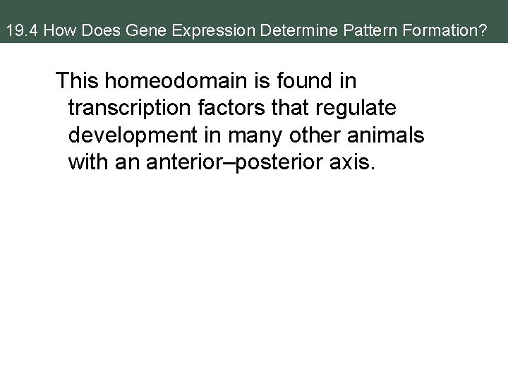 19. 4 How Does Gene Expression Determine Pattern Formation? This homeodomain is found in
