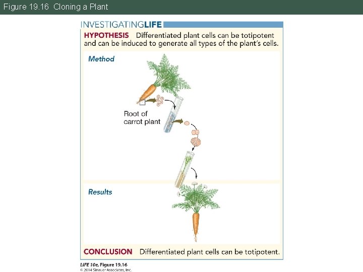 Figure 19. 16 Cloning a Plant 