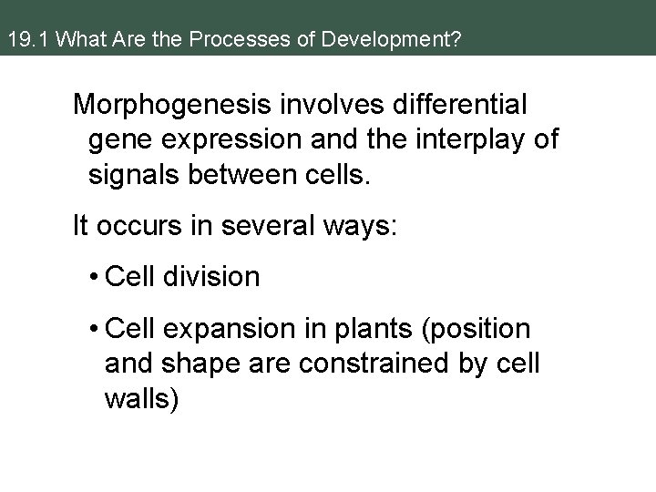 19. 1 What Are the Processes of Development? Morphogenesis involves differential gene expression and