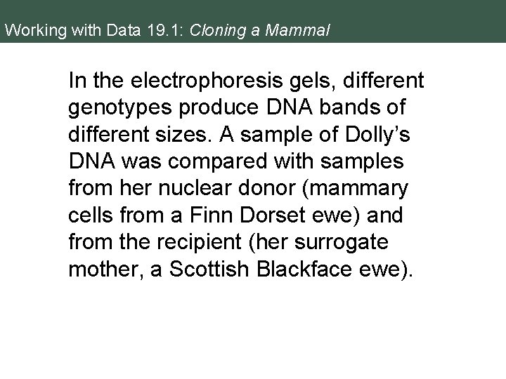 Working with Data 19. 1: Cloning a Mammal In the electrophoresis gels, different genotypes