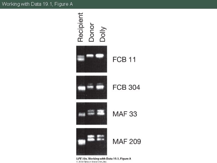 Working with Data 19. 1, Figure A 