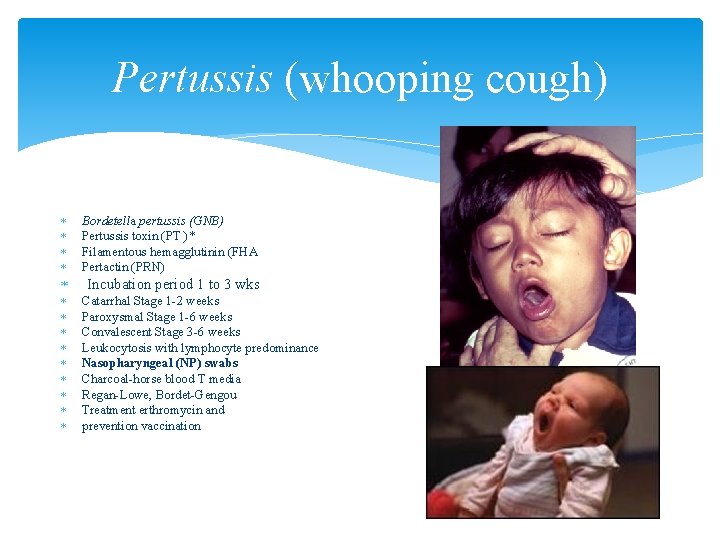 Pertussis (whooping cough) Bordetella pertussis (GNB) Pertussis toxin (PT )* Filamentous hemagglutinin (FHA Pertactin