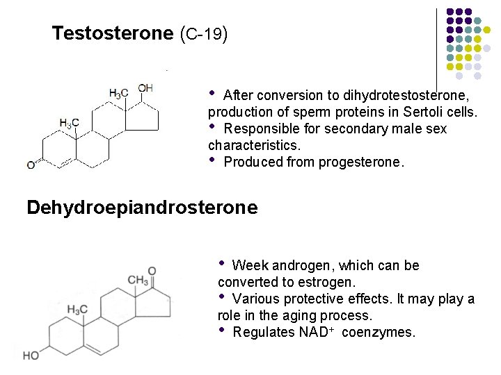 Testosterone (C-19) • After conversion to dihydrotestosterone, production of sperm proteins in Sertoli cells. Testosterone (C-19) • After conversion to dihydrotestosterone, production of sperm proteins in Sertoli cells.