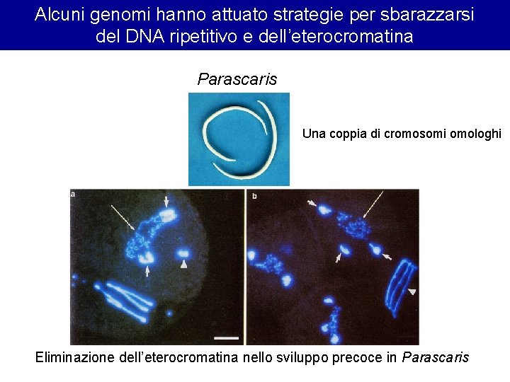 Alcuni genomi hanno attuato strategie per sbarazzarsi del DNA ripetitivo e dell’eterocromatina Parascaris Una