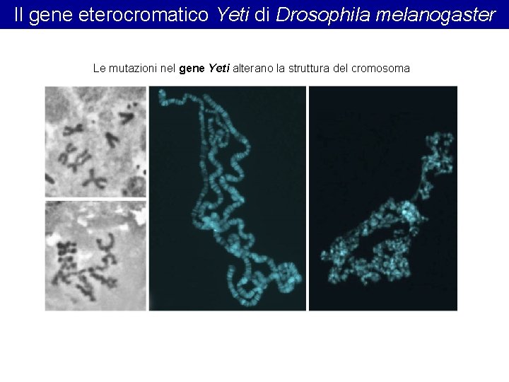 Il gene eterocromatico Yeti di Drosophila melanogaster Le mutazioni nel gene Yeti alterano la
