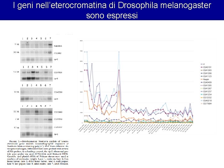 I geni nell’eterocromatina di Drosophila melanogaster sono espressi 