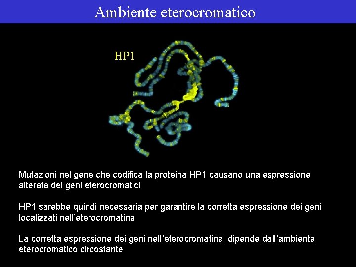 Ambiente eterocromatico HP 1 Mutazioni nel gene che codifica la proteina HP 1 causano