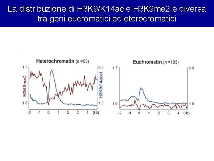 La distribuzione di H 3 K 9/K 14 ac e H 3 K 9