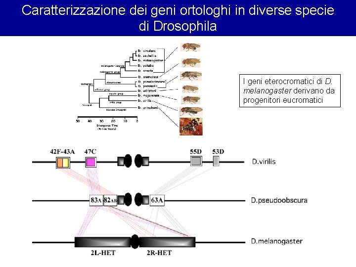 Caratterizzazione dei geni ortologhi in diverse specie di Drosophila I geni eterocromatici di D.