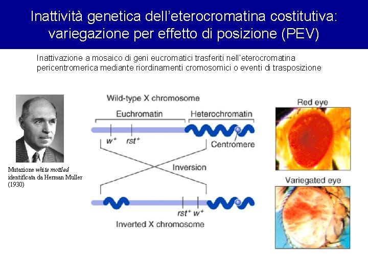 Inattività genetica dell’eterocromatina costitutiva: variegazione per effetto di posizione (PEV) Inattivazione a mosaico di