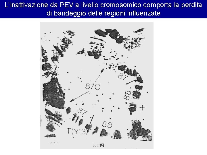 L’inattivazione da PEV a livello cromosomico comporta la perdita di bandeggio delle regioni influenzate