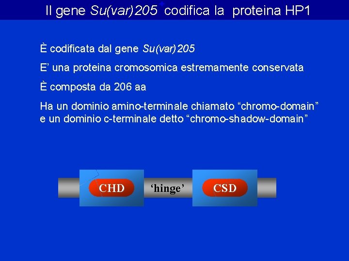 + Il gene Su(var)205 codifica la proteina HP 1 È codificata dal gene Su(var)205