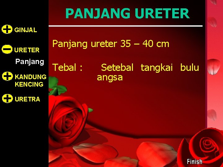 PANJANG URETER GINJAL URETER Panjang KANDUNG KENCING URETRA Panjang ureter 35 – 40 cm