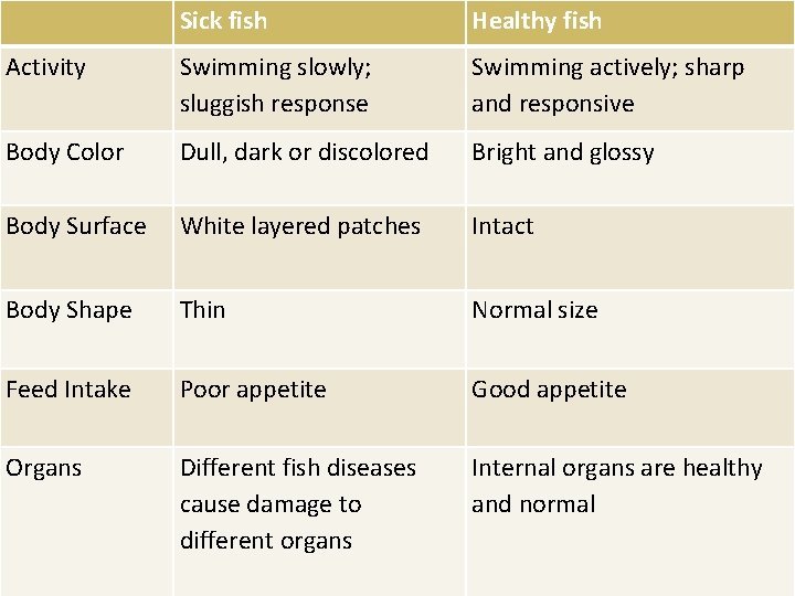 Sick fish Healthy fish Activity Swimming slowly; sluggish response Swimming actively; sharp and responsive