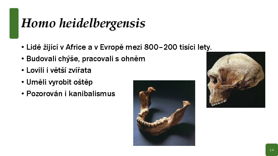 Homo heidelbergensis • Lidé žijící v Africe a v Evropě mezi 800– 200 tisíci