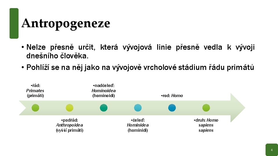 Antropogeneze • Nelze přesně určit, která vývojová linie přesně vedla k vývoji dnešního člověka.