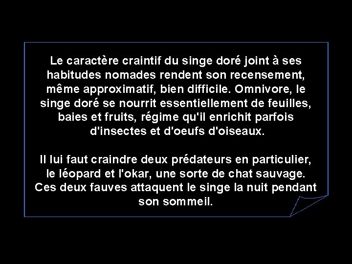 Le caractère craintif du singe doré joint à ses habitudes nomades rendent son recensement,