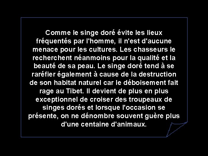 Comme le singe doré évite les lieux fréquentés par l'homme, il n'est d'aucune menace