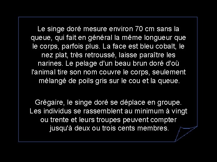 Le singe doré mesure environ 70 cm sans la queue, qui fait en général