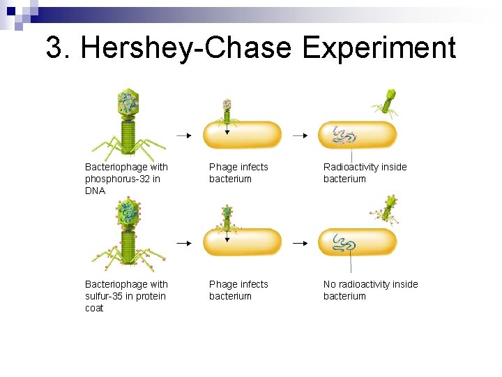 3. Hershey-Chase Experiment Bacteriophage with phosphorus-32 in DNA Phage infects bacterium Radioactivity inside bacterium