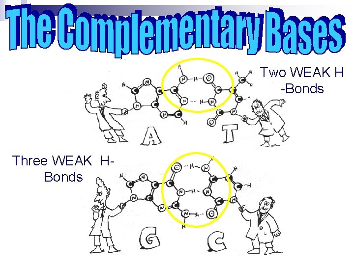 Two WEAK H -Bonds Three WEAK HBonds 